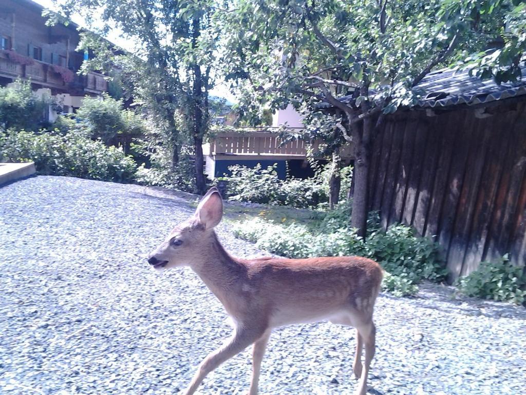 Bodenhof Ferienwohnungen Fieberbrunn Zewnętrze zdjęcie